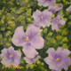 "Name these Flowers" by Douglas Rae