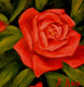 "Red Rose" by Douglas Rae