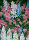 "Garden Pickets" by Douglas Rae